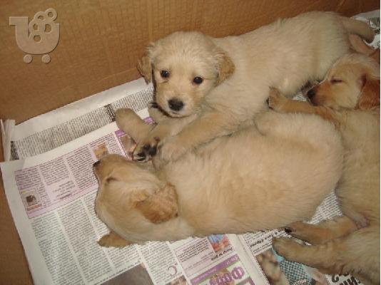 χαριτωμένη και αξιαγάπητη Golden Retriever κουτάβι για υιοθεσία...